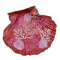 Preview: Objet seashell Scallop Corail Gilded edges, top