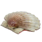 Preview: Objet seashell Scallop Corail Gilded edges, back