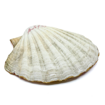 Objekt Muschelschale Jakobschmuschl bedruckt mit Lobster Rand vergoldet Rückseite